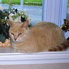 Jasper
