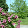 Lilacs in Bloom