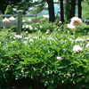 Peonies in Bloom