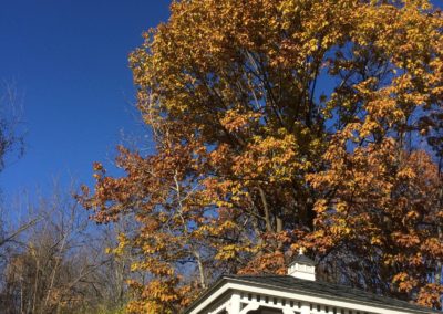 Gazebo and autumn tree